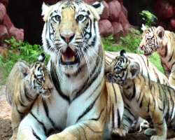 The zoo also runs adoption program so that the animal lovers and other charitable organization can adopt animals and pay for their upkeep.